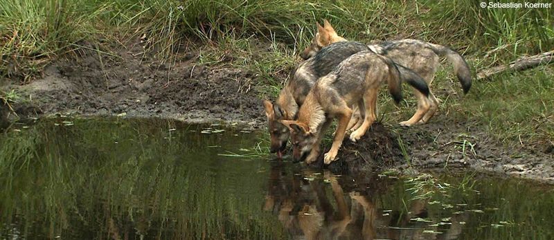 Wolf puppies drinking water