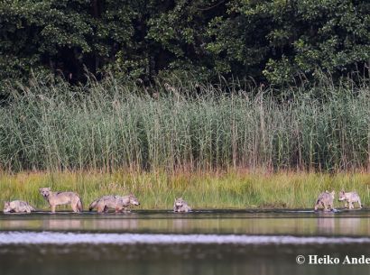 Foto Heiko Anders, ein Wolfsrudel mit Jungtieren im Wasser vor dichtem Schilf und Gras