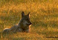 Ein Wolfswelpe liegt in der Abendsonne im Gras