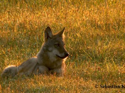 Ein Wolfswelpe liegt in der Abendsonne im Gras