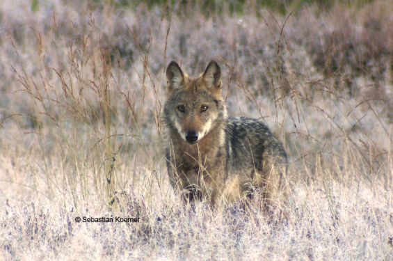 A young wolf looks directly into a camera