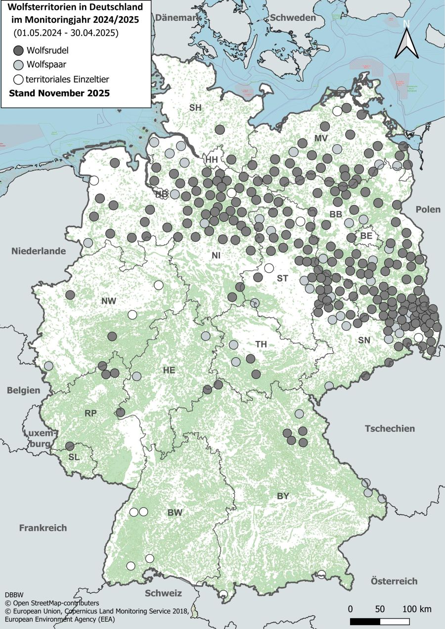 Wolfsterritorien in Deutschland 2024/25, Stand: Nov. 2025