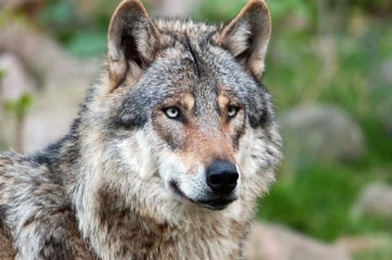 An attentive wolf watches