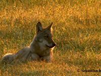 Ein Wolfswelpe liegt in der Abendsonne im Gras