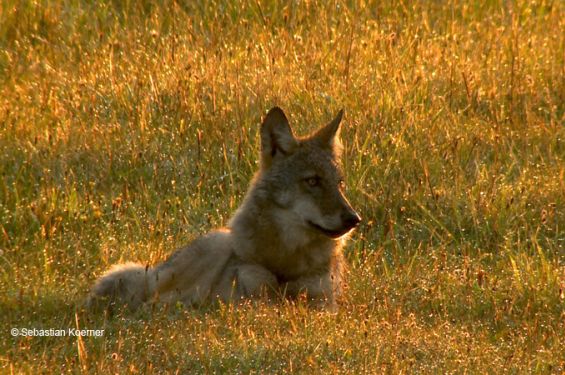 A young wolf rests in the grass in the evening sun