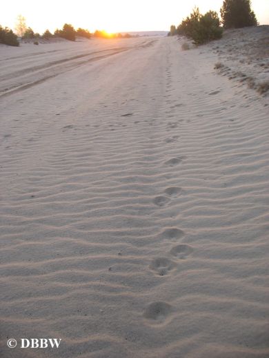 Wolfsspur im Sand der Muskauer Heide in Nordsachsen