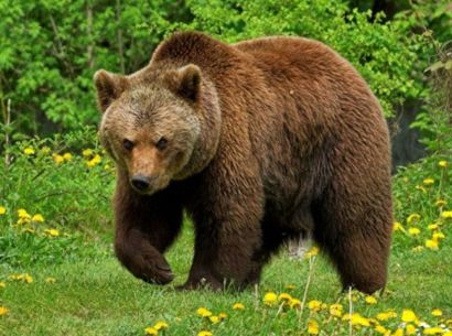Ein brauner Bär stapft über eine Wiese