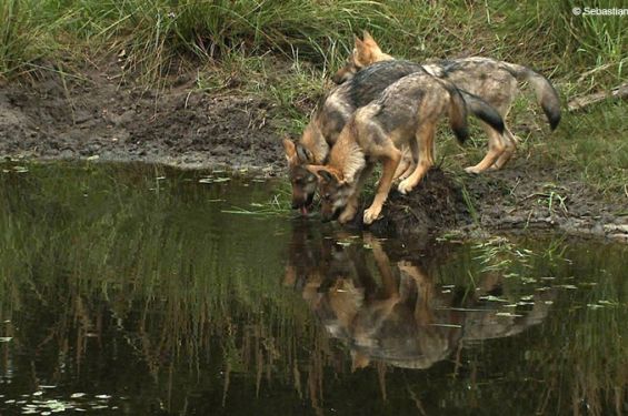 Wolf puppies drinking water