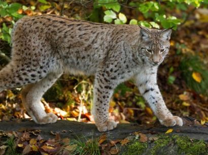 Ein Luchs streift durch den Wald