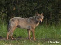 Photo by Sebastian Koerner: a wolf stands in front of trees and tall grass, looking at the camera.