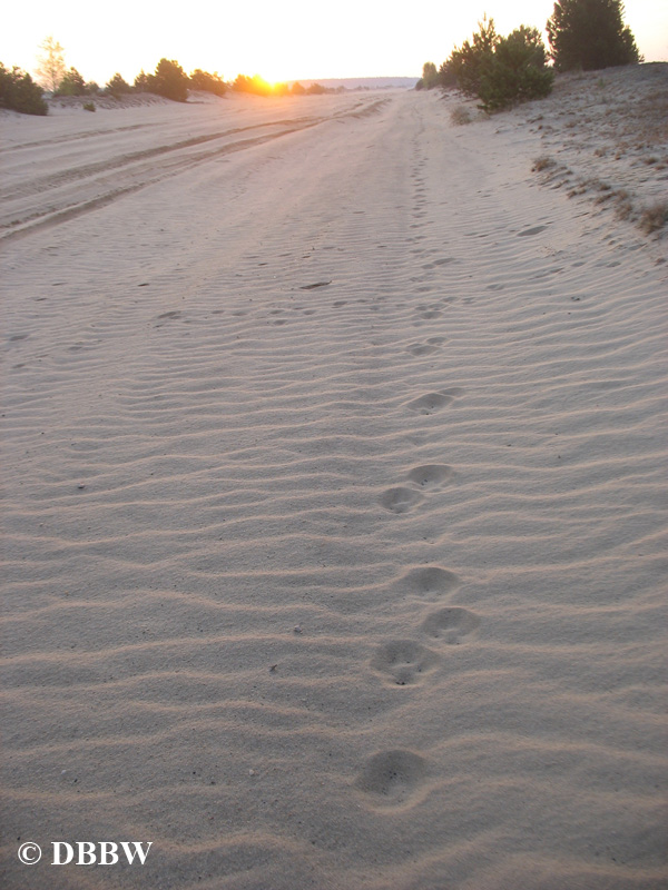 Wolfsspur im Sand der Muskauer Heide in Nordsachsen